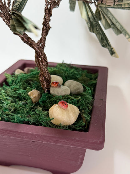 Bonsai Style Money Tree – Real Money